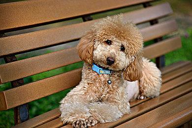 《魔物饭大冒险》中文版6月30日发售 登陆PS4和NS